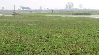 নওগাঁর এক ফসলি জমিতে ফসল উৎপাদন ব্যাহত